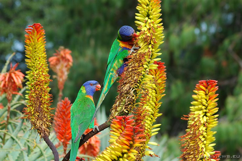 Rainbow Lorikeet 106 